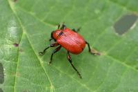 Apoderus coryli