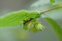 Rutpela maculata