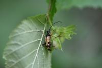 Rutpela maculata