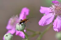 Oedemera podagrariae