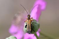 Oedemera podagrariae