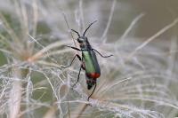 Malachius bipustulatus