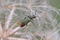 Malachius bipustulatus