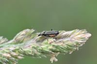 Oedemera flavipes