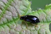 Luperus longicornis