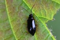 Luperus longicornis