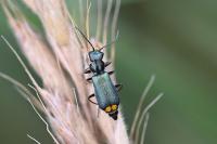 Clanoptilus elegans