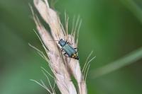 Clanoptilus elegans