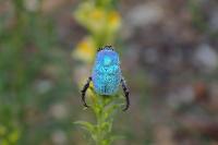 Hoplia coerulea