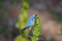 Hoplia coerulea