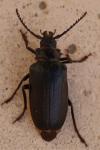 Prionus coriarius