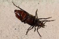 Prionus coriarius