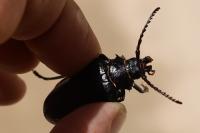 Prionus coriarius