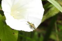 Oedemera nobilis