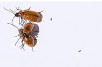 Exosoma lusitanicum
