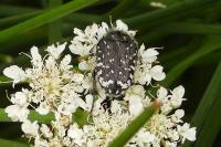 Oxythyrea funesta