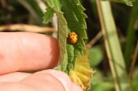 Harmonia axyridis