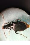 Pterostichus madidus
