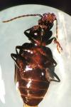 Pterostichus madidus