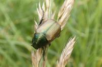 Anomala dubia