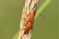 Rhagonycha fulva