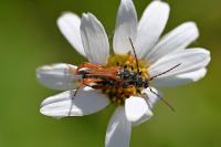 Stenopterus rufus
