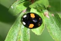 Harmonia axyridis