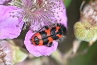 Trichodes alvearius