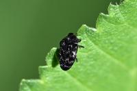 Trachys minutus