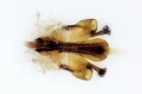 Anobium punctatum