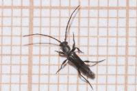 Nathrius brevipennis