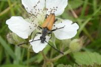 Stictoleptura fulva