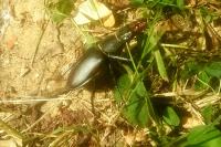 Lucanus cervus