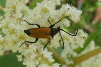 Stictoleptura fulva