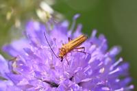 Oedemera podagrariae