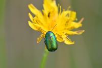 Cryptocephalus