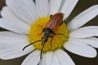 Pseudovadonia livida