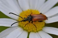 Pseudovadonia livida