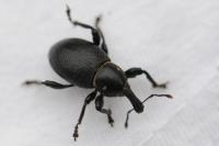Liparus coronatus