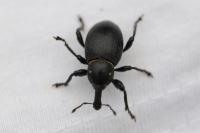 Liparus coronatus