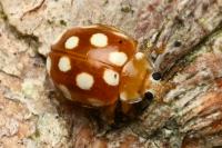 Vibidia duodecimguttata