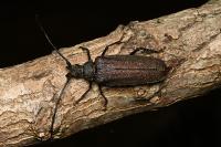 Aegosoma scabricorne