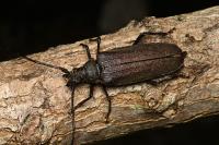 Aegosoma scabricorne