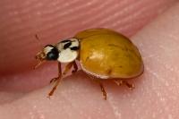 Harmonia axyridis