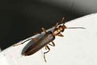 Nacerdes carniolica