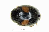 Scymnus bivulnerus