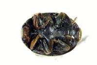 Scymnus bivulnerus