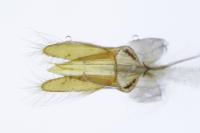 Scymnus bivulnerus