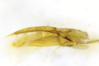 Scymnus bivulnerus