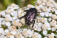 Oxythyrea funesta
